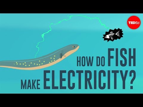 How do fish make electricity? - Eleanor Nelsen