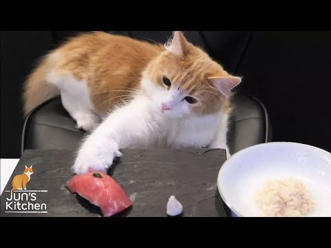 Sushi for Cats