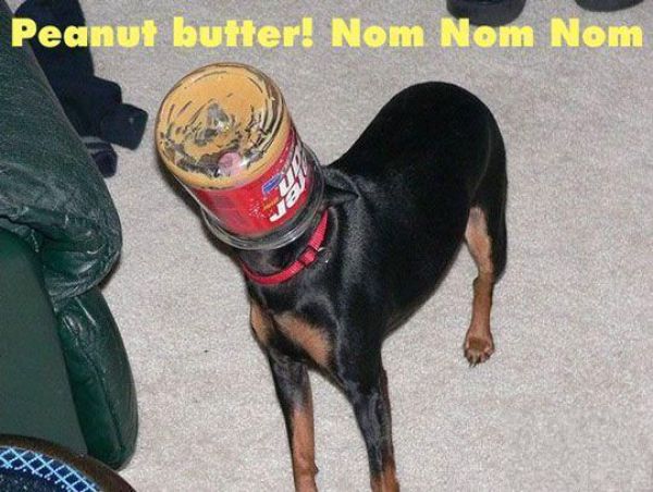 Dog Peanut Butter Nom Nom Nom