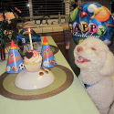 Birthday Dog 2011