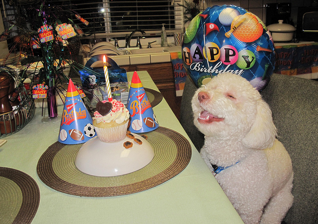 Birthday Dog 2011