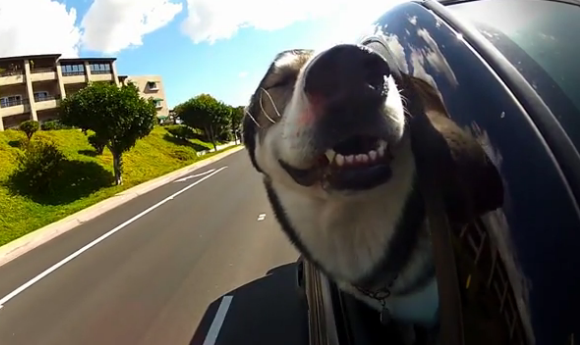 Dogs in Cars in California