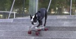 hund skateboard