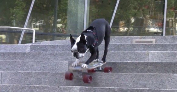 hund skateboard